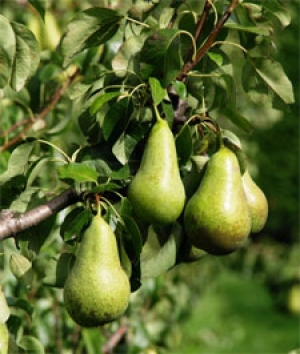 Pear