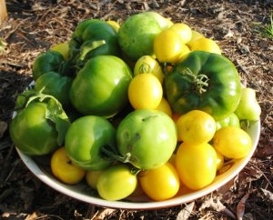 Tomatobowl