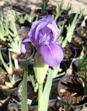 Iris smelltheroses