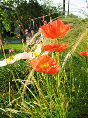 Icelandpoppies sm