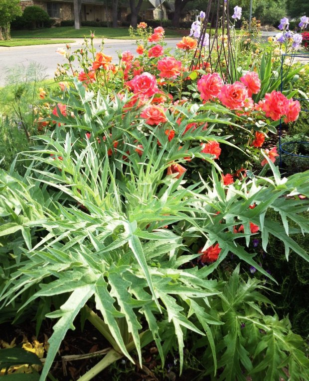 Cardoon sm