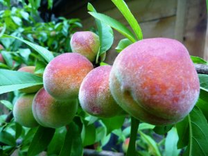Peaches 2010