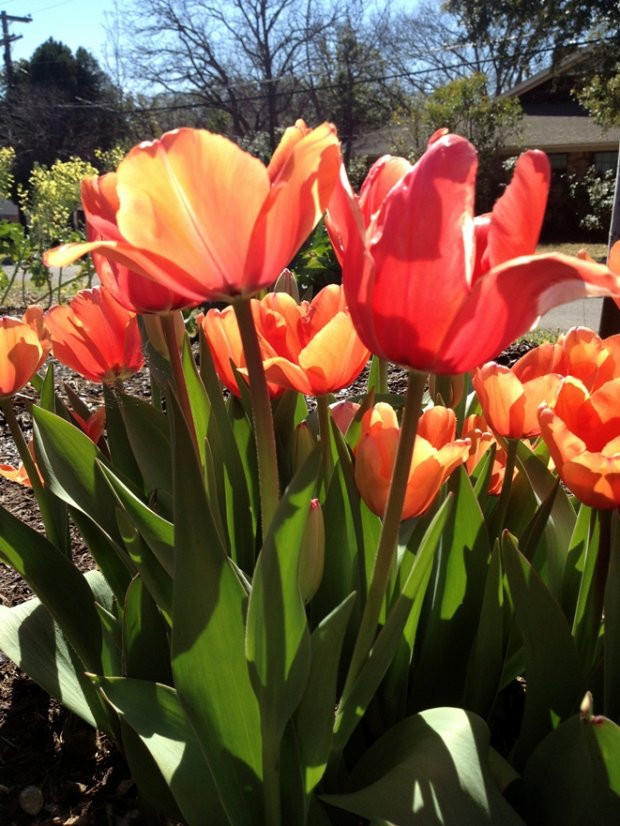 Halleck_tulip_apricotimpression