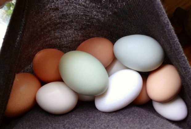 Eggs