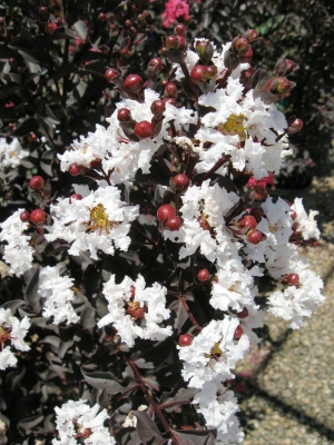 Bdcm purewhite flowers