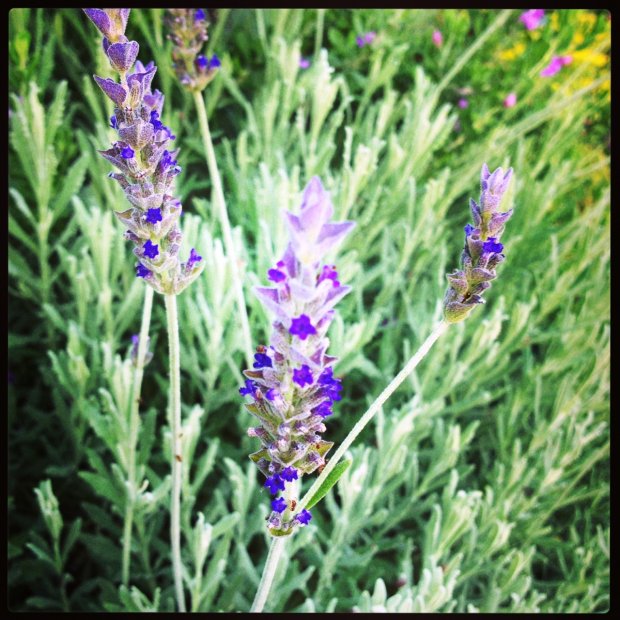 Some species of lavender grow well in Texas