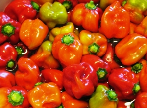 Habanero peppers