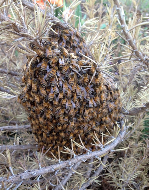 Bee swarm halleck