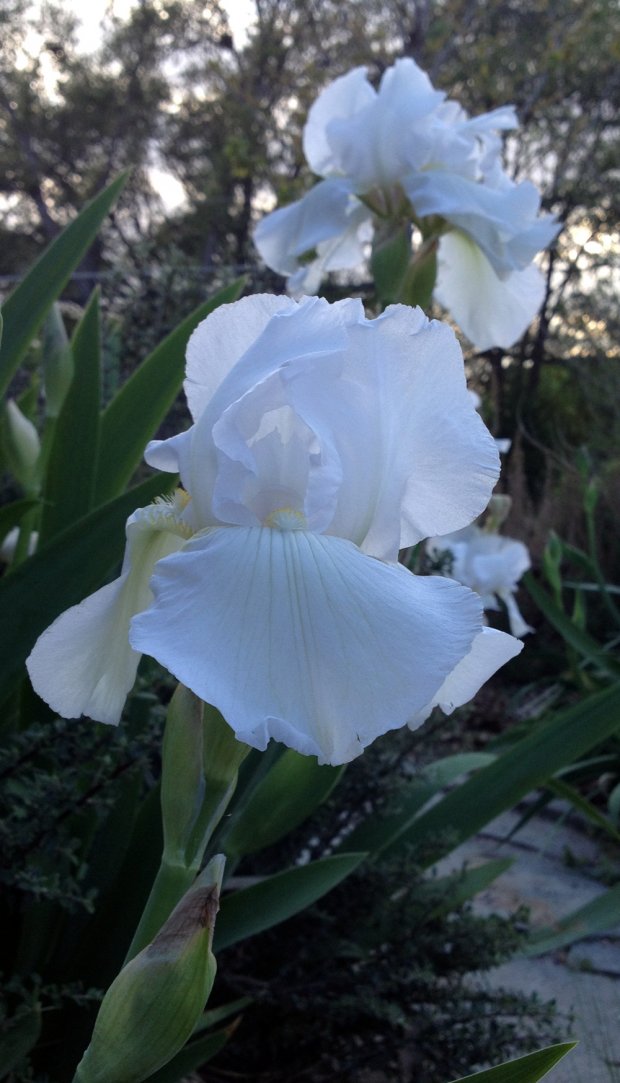 Iris white sm