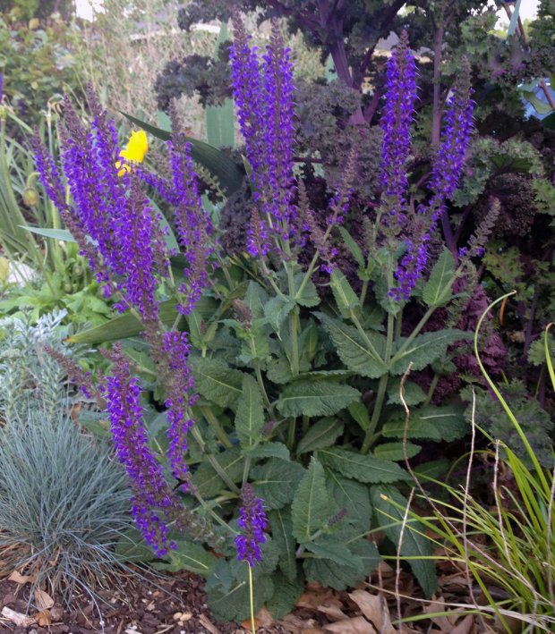 Salvia may night