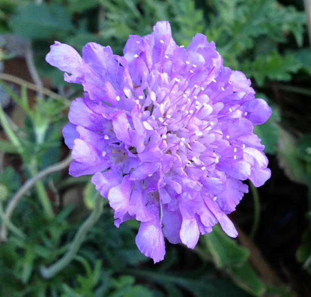 Scabiosa sm