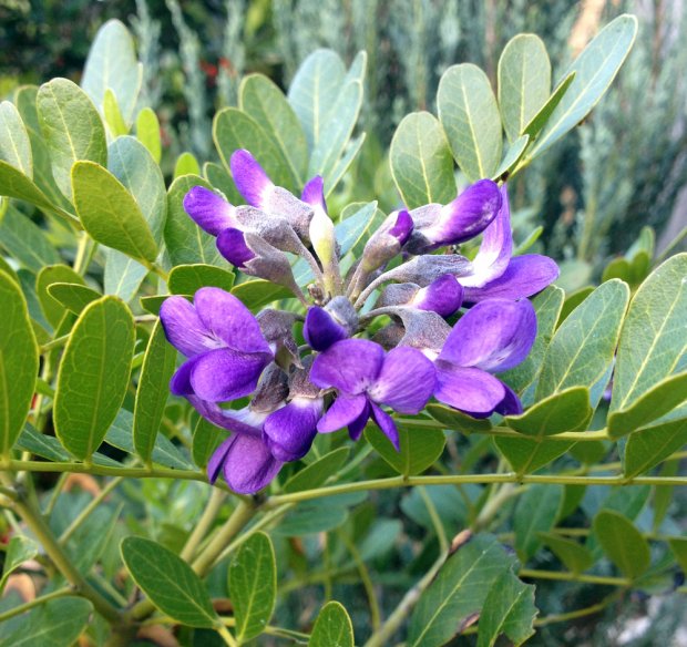 Sophora sm