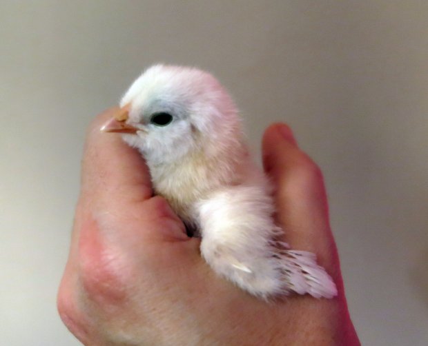 Baby chick bantam easter egger