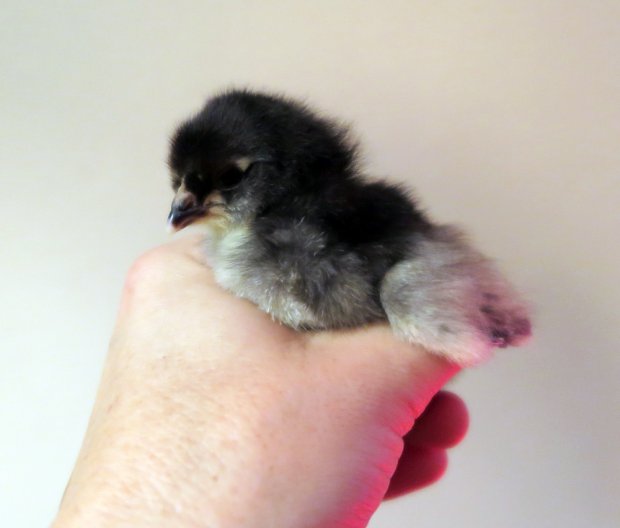 baby chick blue favaucana