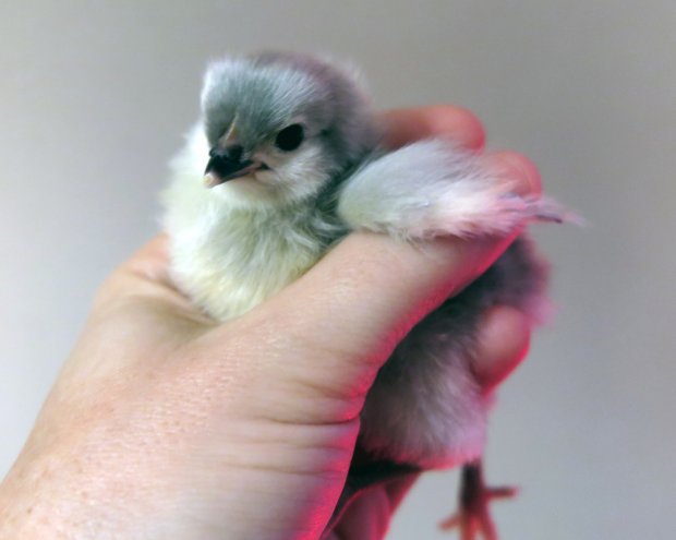 baby chick lavender orpington