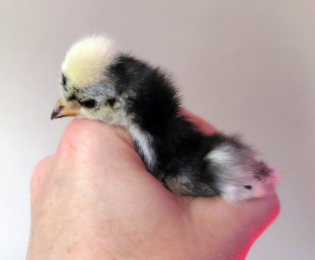 baby chick black polish