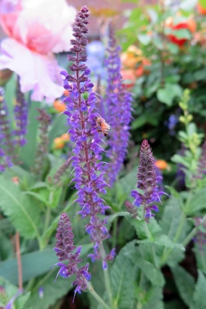 halleck_salvia_bee__inline_image.jpg