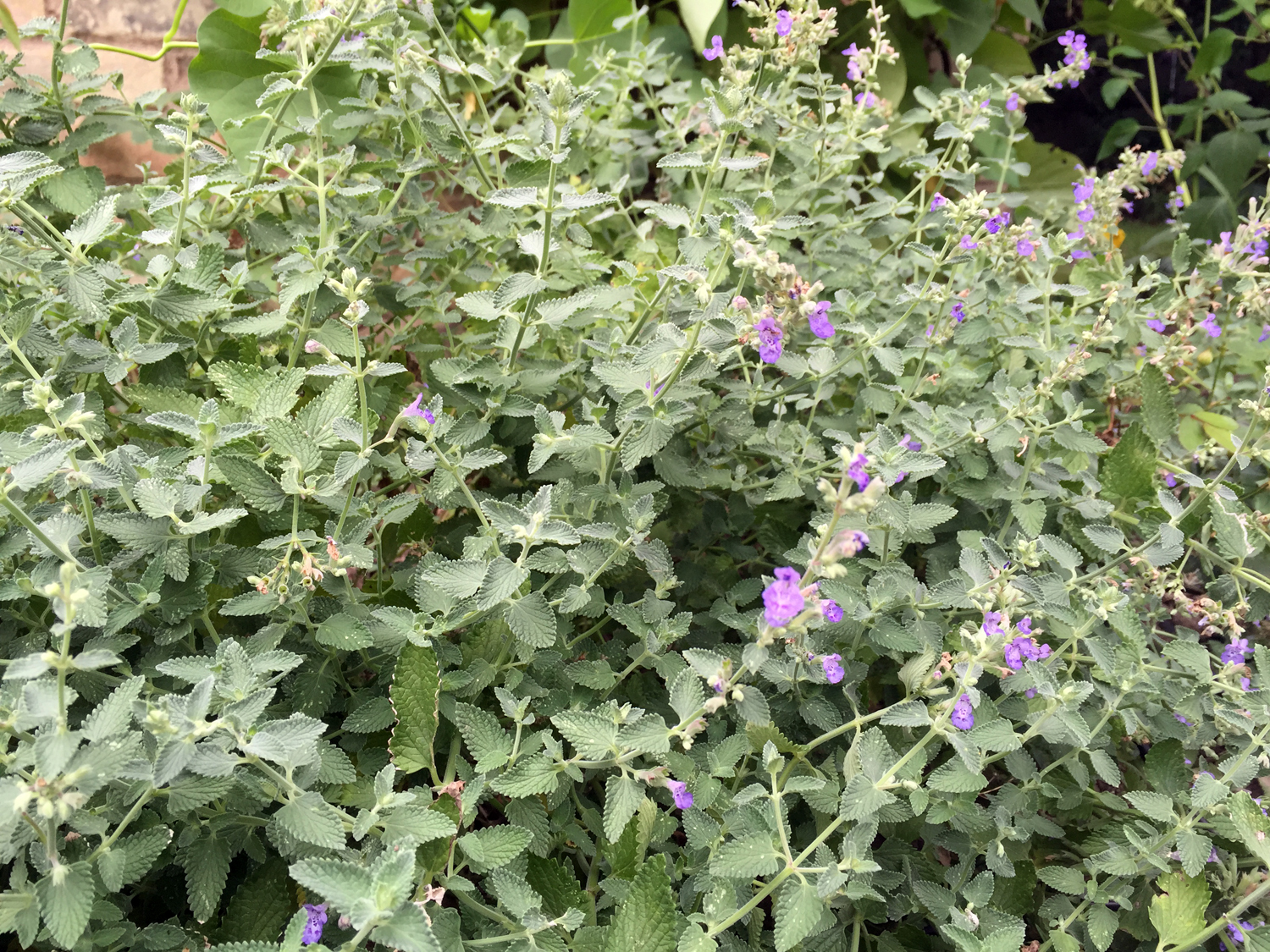 catmint_nepeta_faassenii_blooming_(1)_sm.jpg