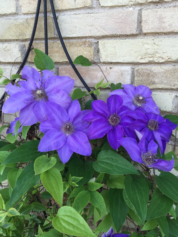 Halleck_Clematis Ramona