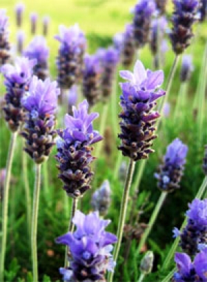 All About Edible Flowers - How to Use Lavender