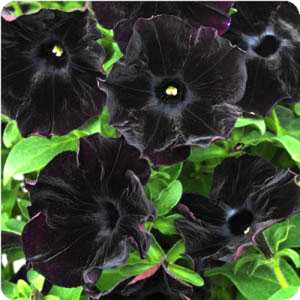 Black velvet deals petunia