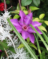 Clematis_ramona_2