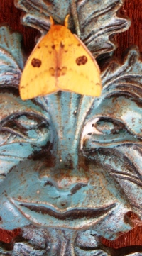 Moth_face_2