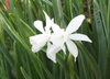 Narcissus_thalia