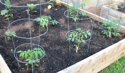 Tomato_seedlings2