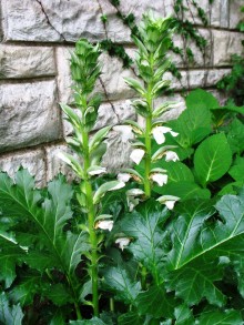 Acanthus