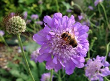 Halleck bee scabiosa