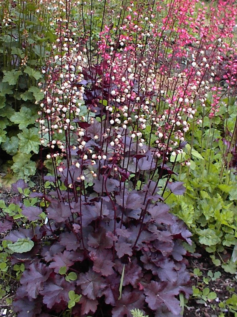 Heuchera purple mountain majesty