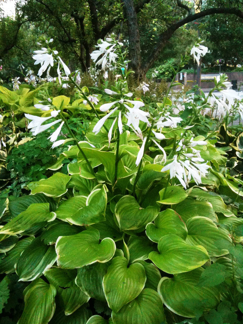 Hosta sosweet blooming