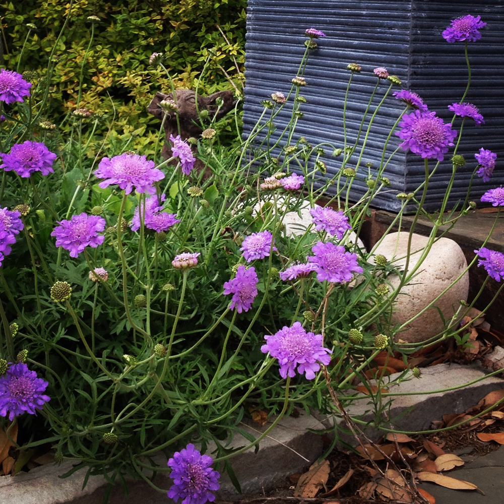 Halleck Horticultural  Garden Library - Pincushion Flower