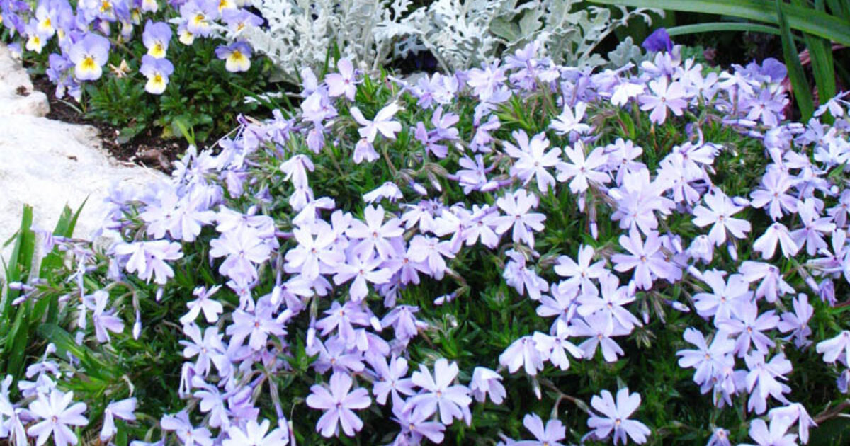 Halleck Horticultural | Garden Library - Thrift