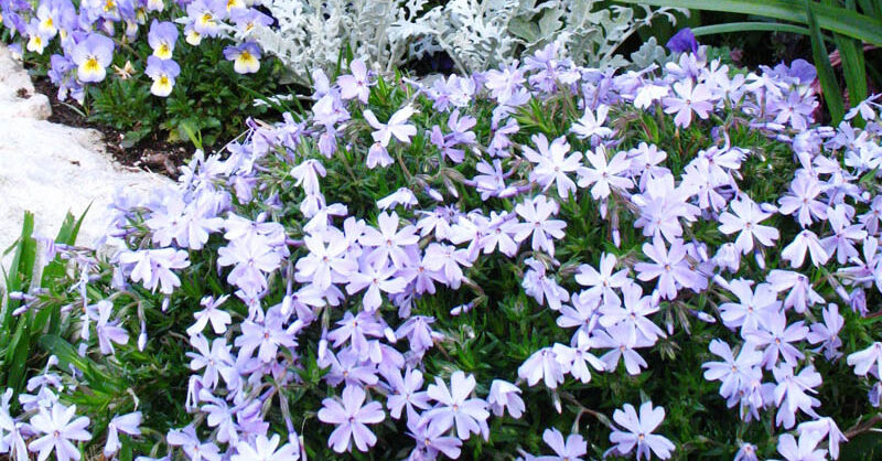Halleck Horticultural | Garden Library - Thrift