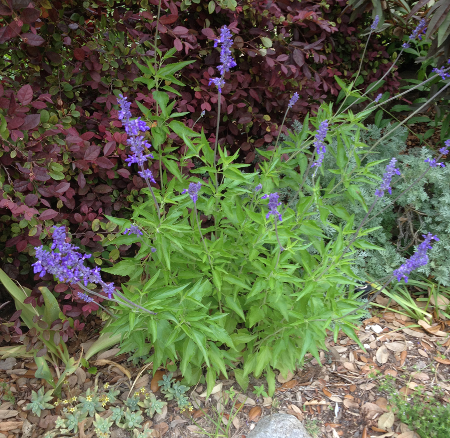 Salvia farinacea henryduelberg