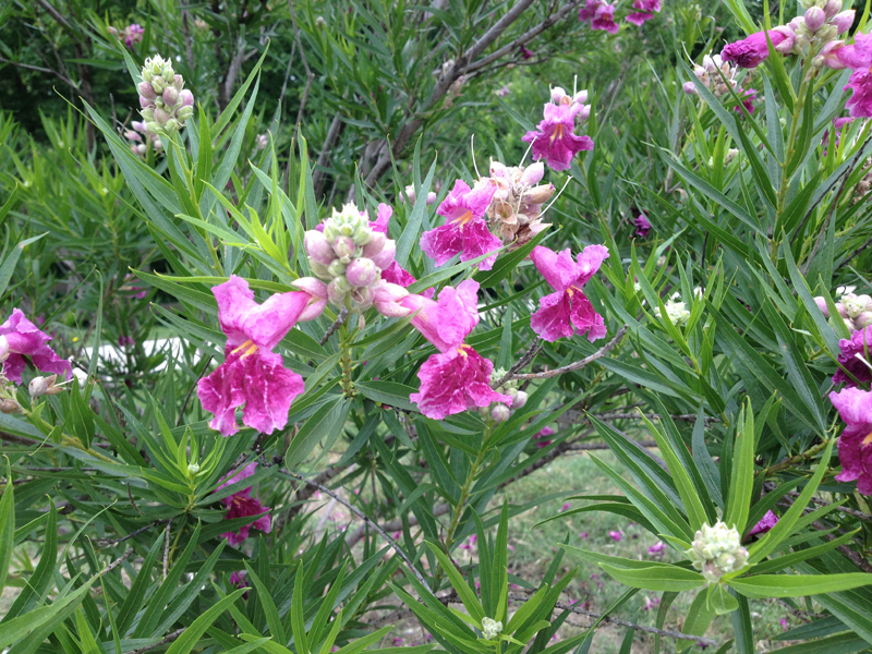 Desertwillow chilopsis linearis closeup flowers