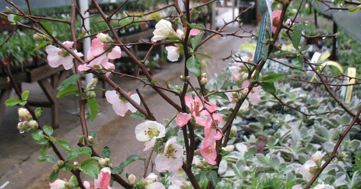 Halleck Horticultural | Garden Library - Flowering Quince