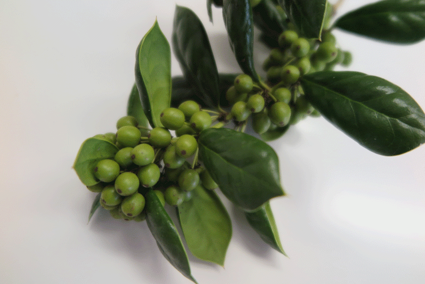 Holly ilex nellierstevenshalleckhort