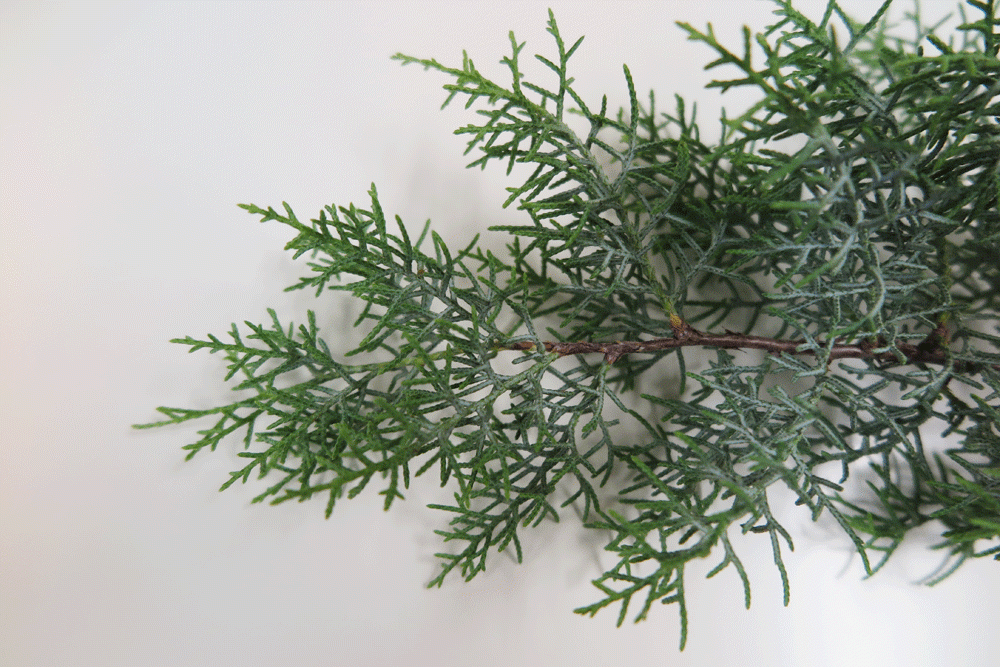 Juniper juniperus scopulorum wichita-bluehalleckhort