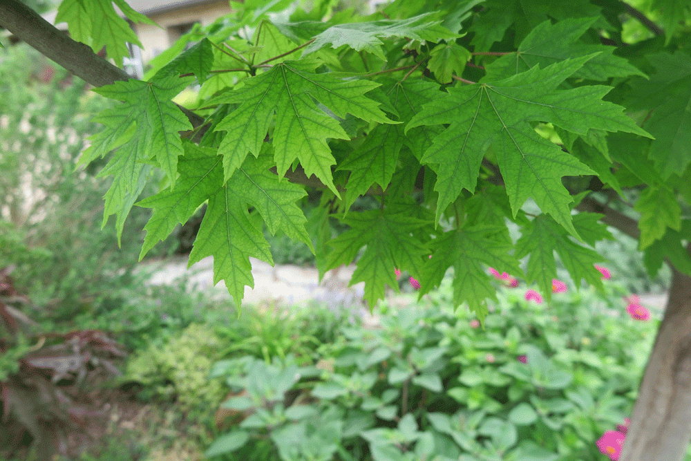 Maple acer ironchlorosishalleckhort