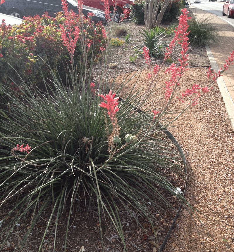 Yucca hesperaloe parviflora red blooming-halleck
