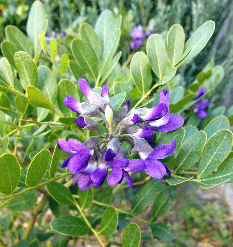 Texasmountainlaurel sophora secundiflora-halleck