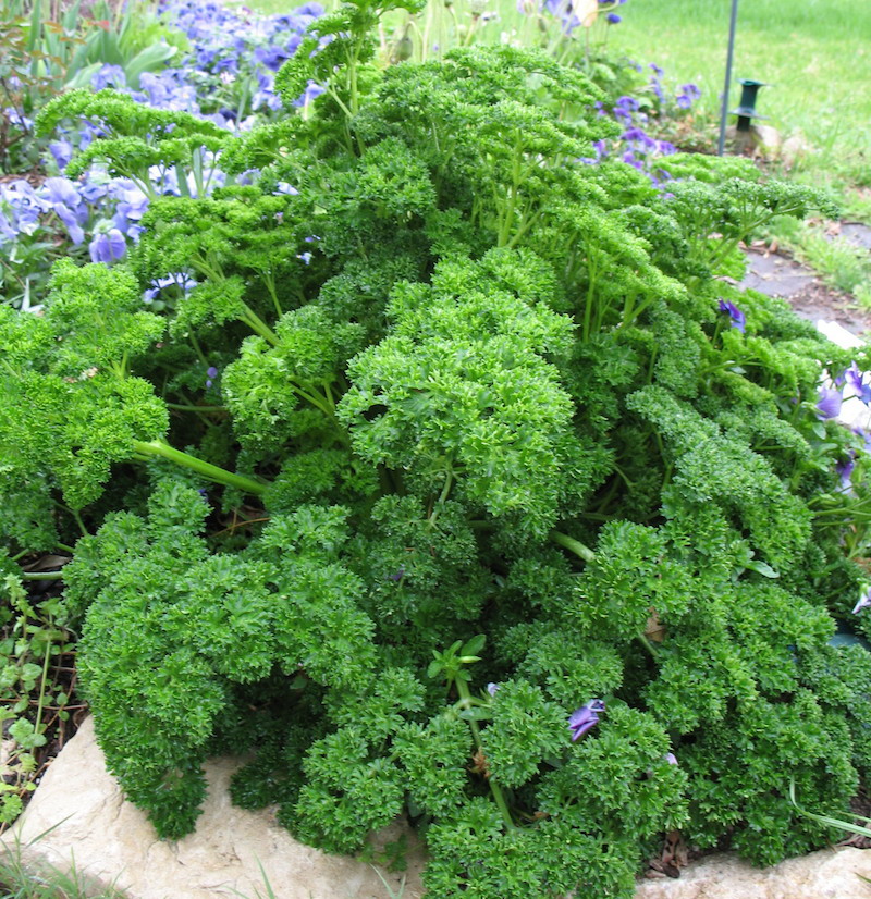 Halleck curledparsley