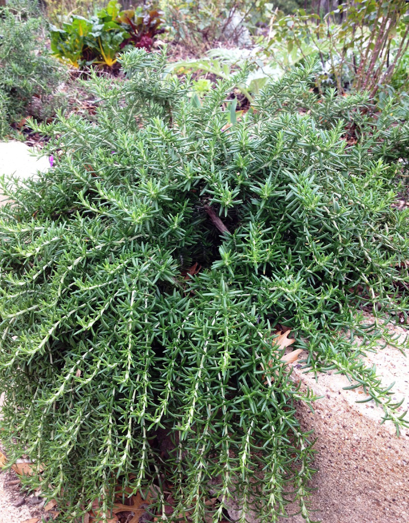 Halleck rosemary trailing