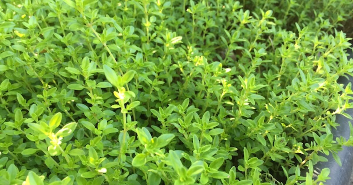 Thyme  halleck_thyme_thymus_vulgaris_