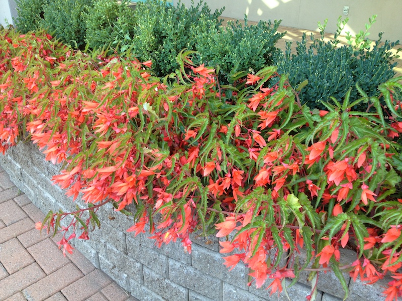 Halleck begonia boliviensis bonfire blooming