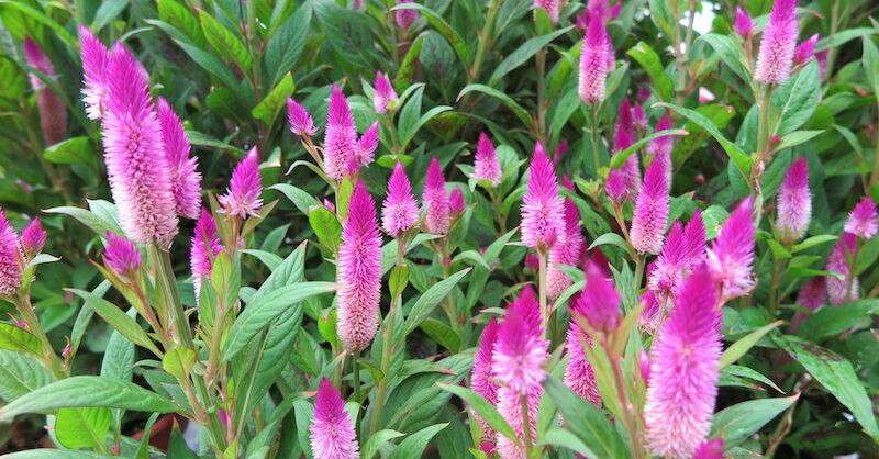 halleck_celosia_argentea_inten