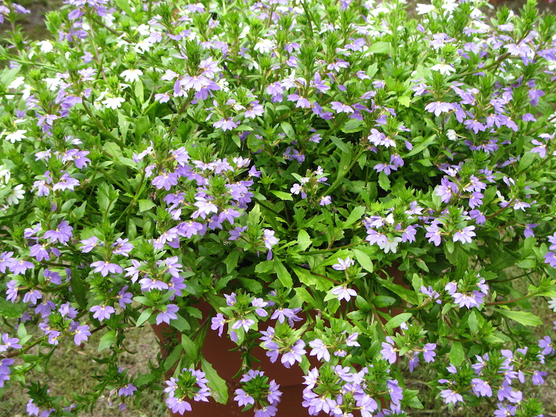 Halleck fanflower scaevola aemula lavender